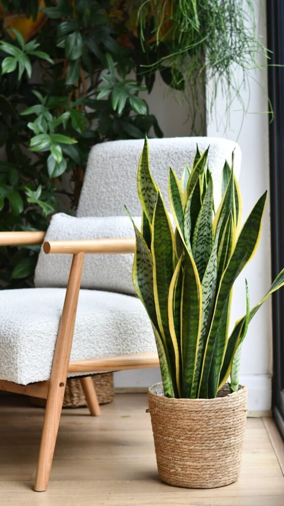 Indoor plant that releases oxygen at night placed in a modern bedroom